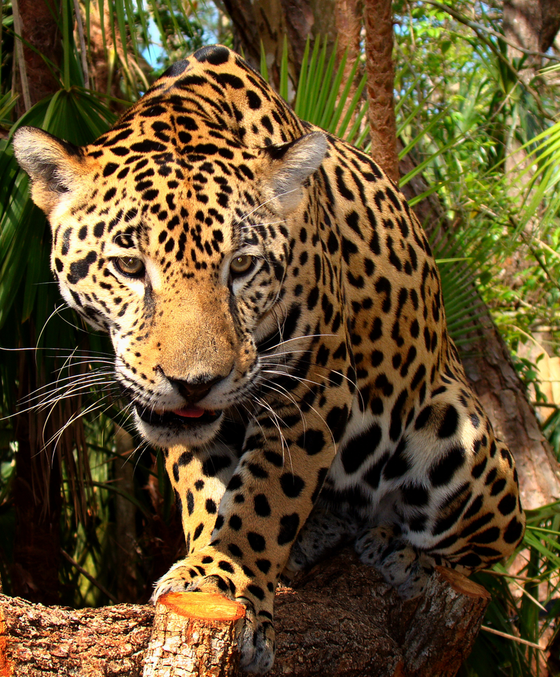 Illustration for article titled Jaguar? Yes!